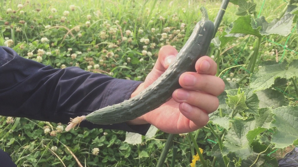 【祝】初物収穫。きゅうりです。