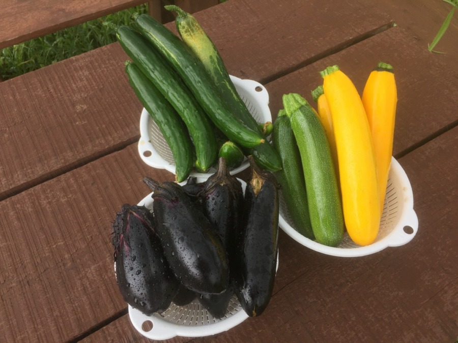 なすです。今日の収穫はこちら。初夏のお野菜３種。