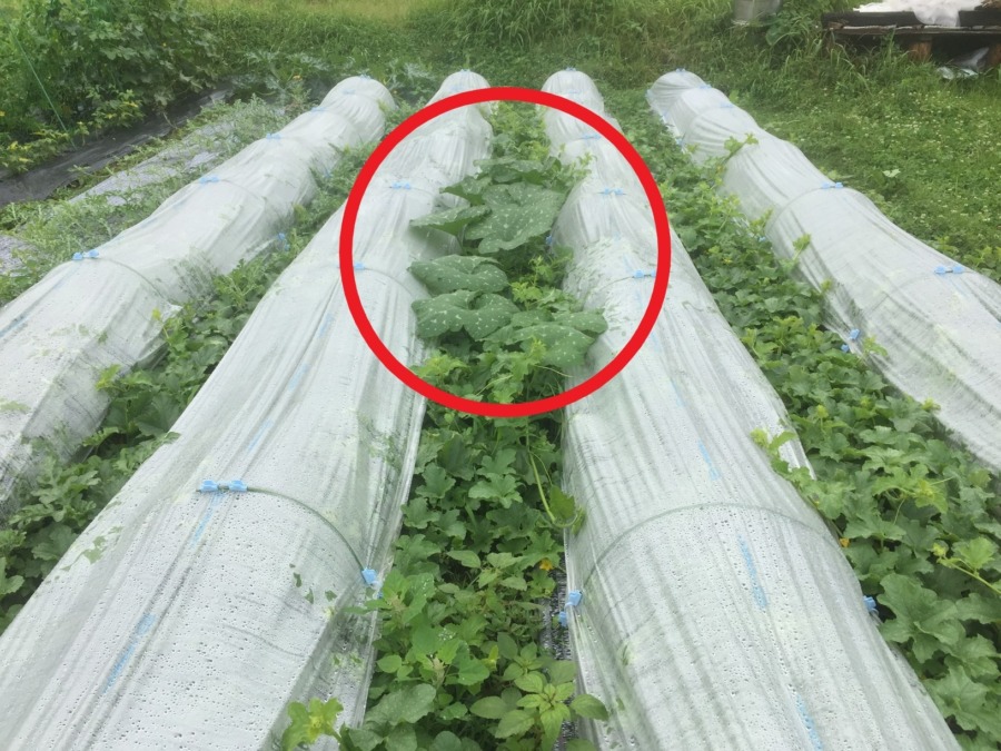 メロンです。モシャモシャの間に、私でない葉っぱ。わかります？