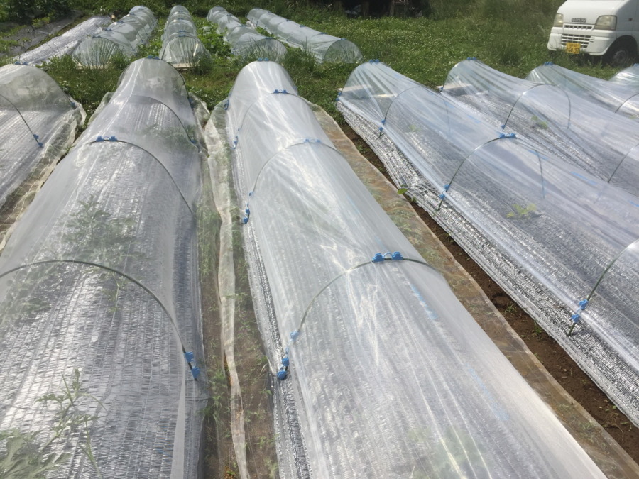 【はたけしごと】ビニルトンネル張り、完。