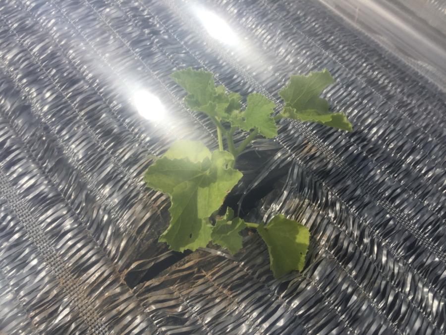 【フォト】めろん株の様子。