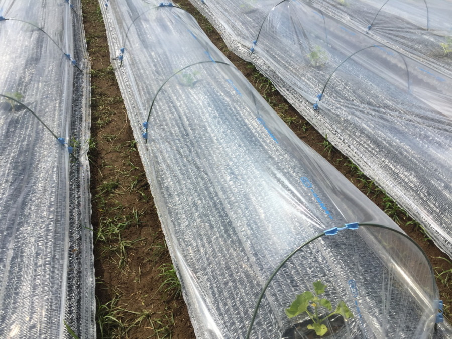 【はたけしごと】ビニルトンネルの設置、完。