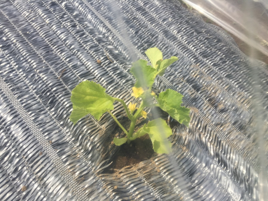 【祝】開花を確認。ステージ３に進みました！