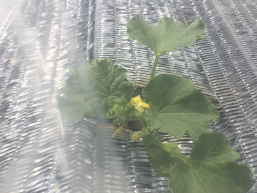 【祝】開花を確認。ステージ３に進みました！