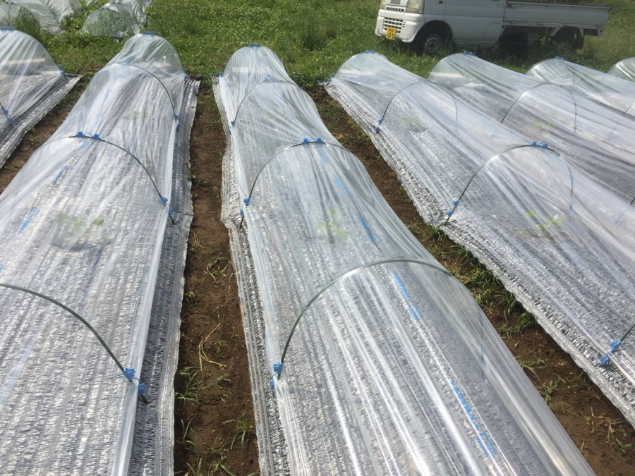 【はたけしごと】ビニルトンネルの設置、完。