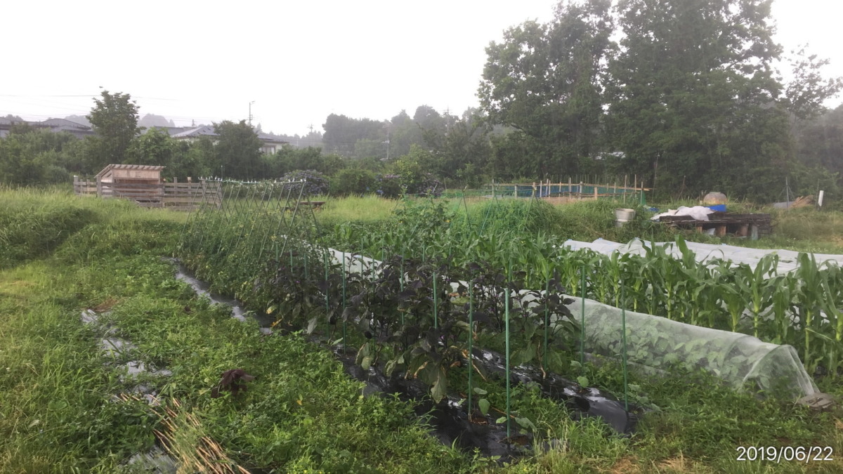 梅雨期のはたけ。雨。