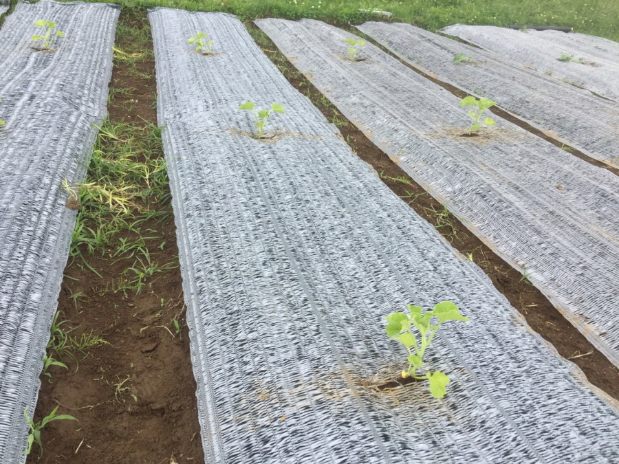 【はたけしごと】苗の定植、完。