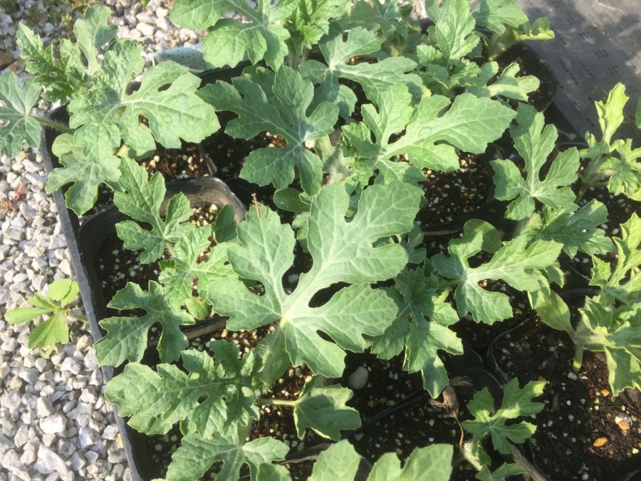 【フォト】随分と大きくなり、畑への定植を心待ちにしています。