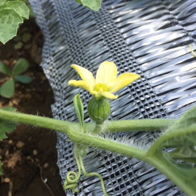 足柄すいかベイビ。