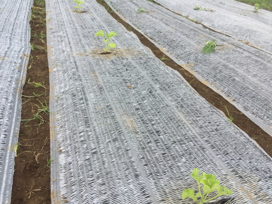 【はたけしごと】苗の定植、完。