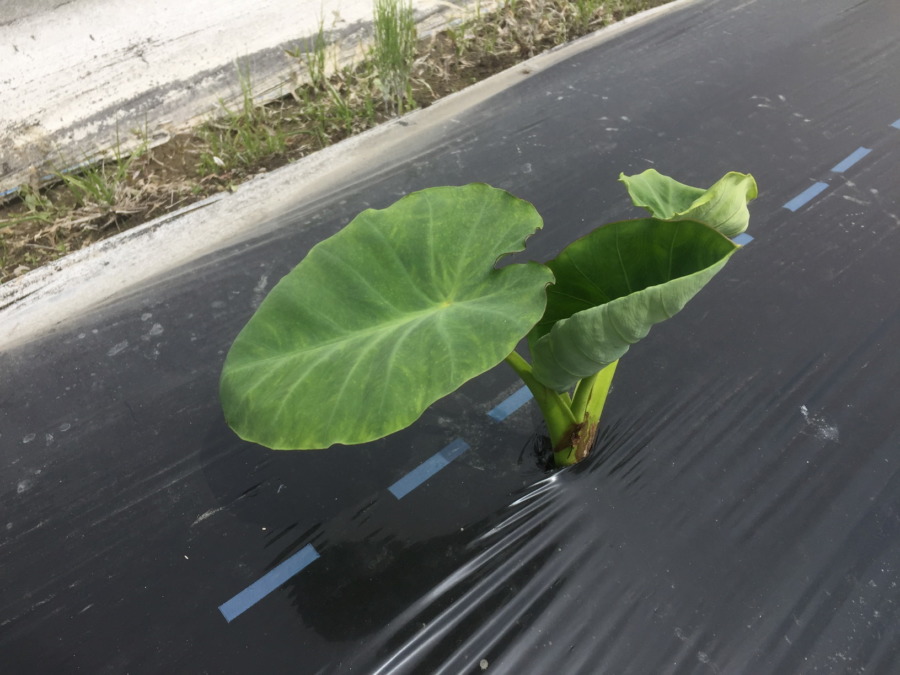 里芋です。順調。