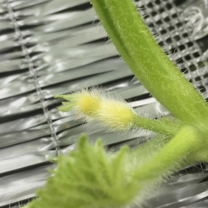 めろんのベイビー。