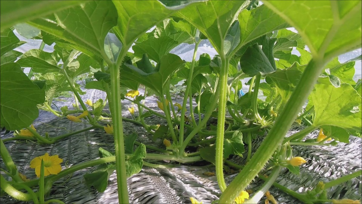【タイムラプス】めろん株と過ごす一日半。