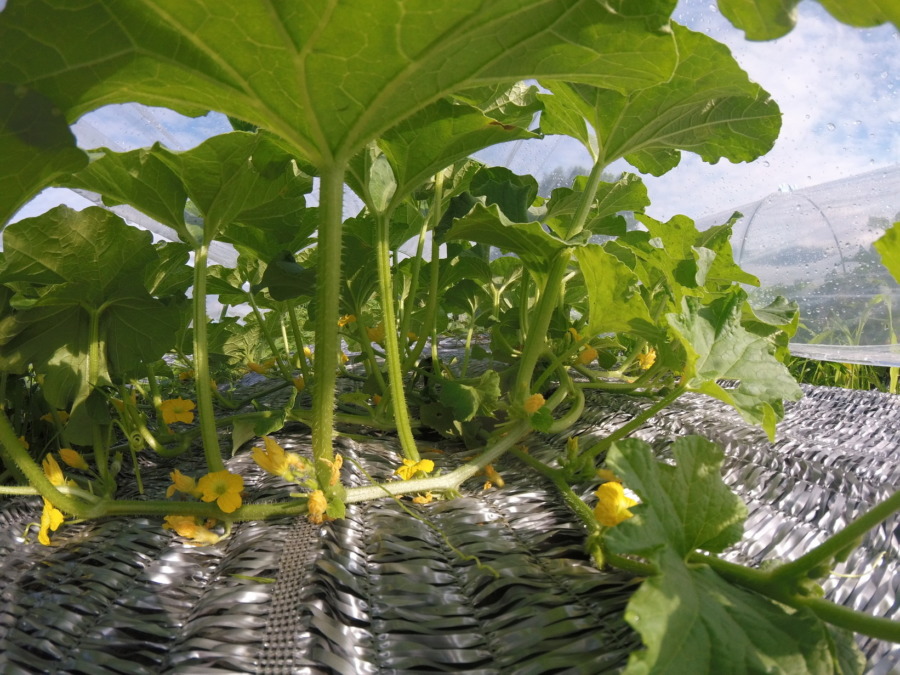 【祝】開花を確認。ステージ３に進みました。