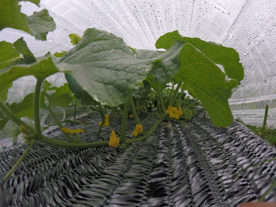 【フォト】めろん株の様子。