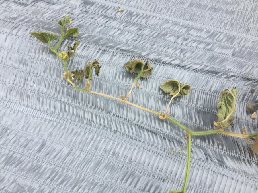 【悲報】17日の突然の晴天・暑さで、、、