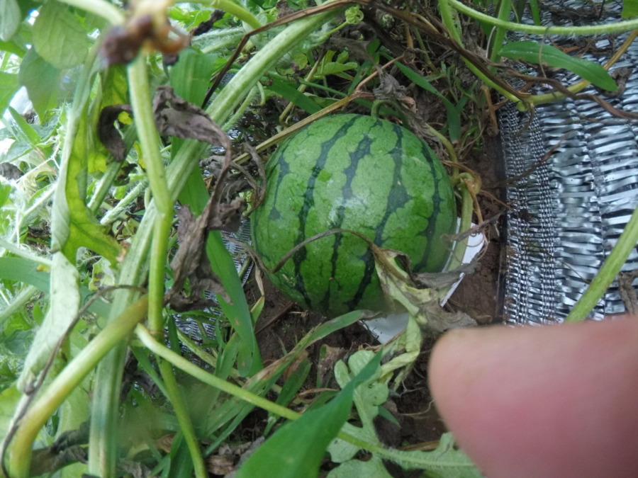 【フォト】すいか株の様子。