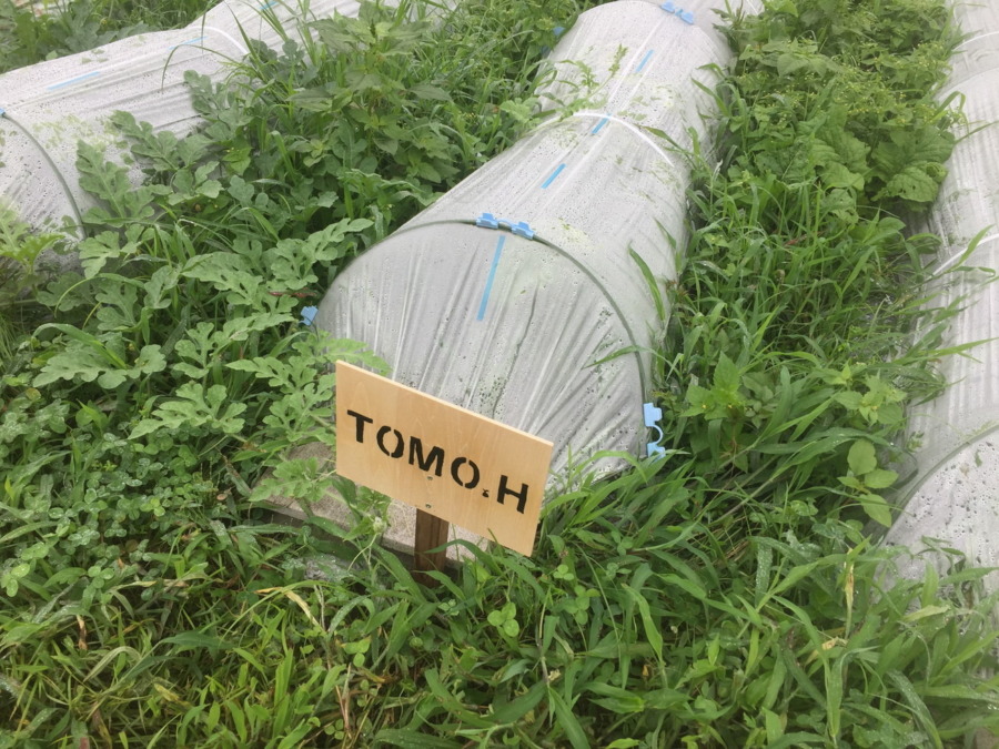 【フォト】めろんの様子。