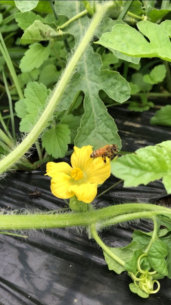 スイカさん頂きま〜す！