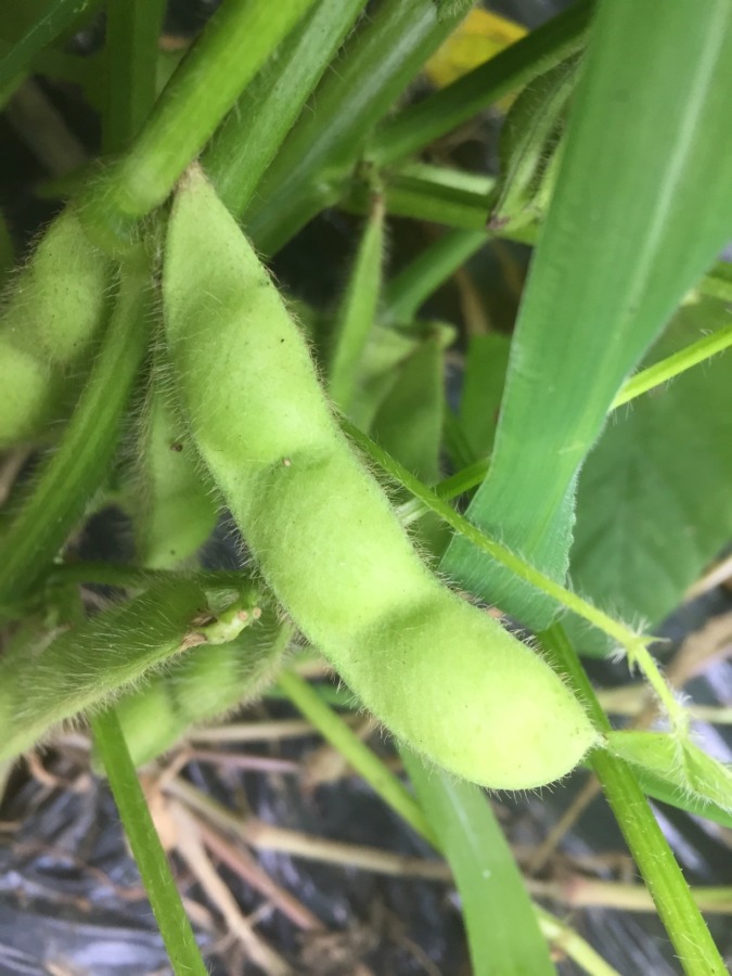 【祝：採り頃】ぷっくりとしたおまめに成長しました。