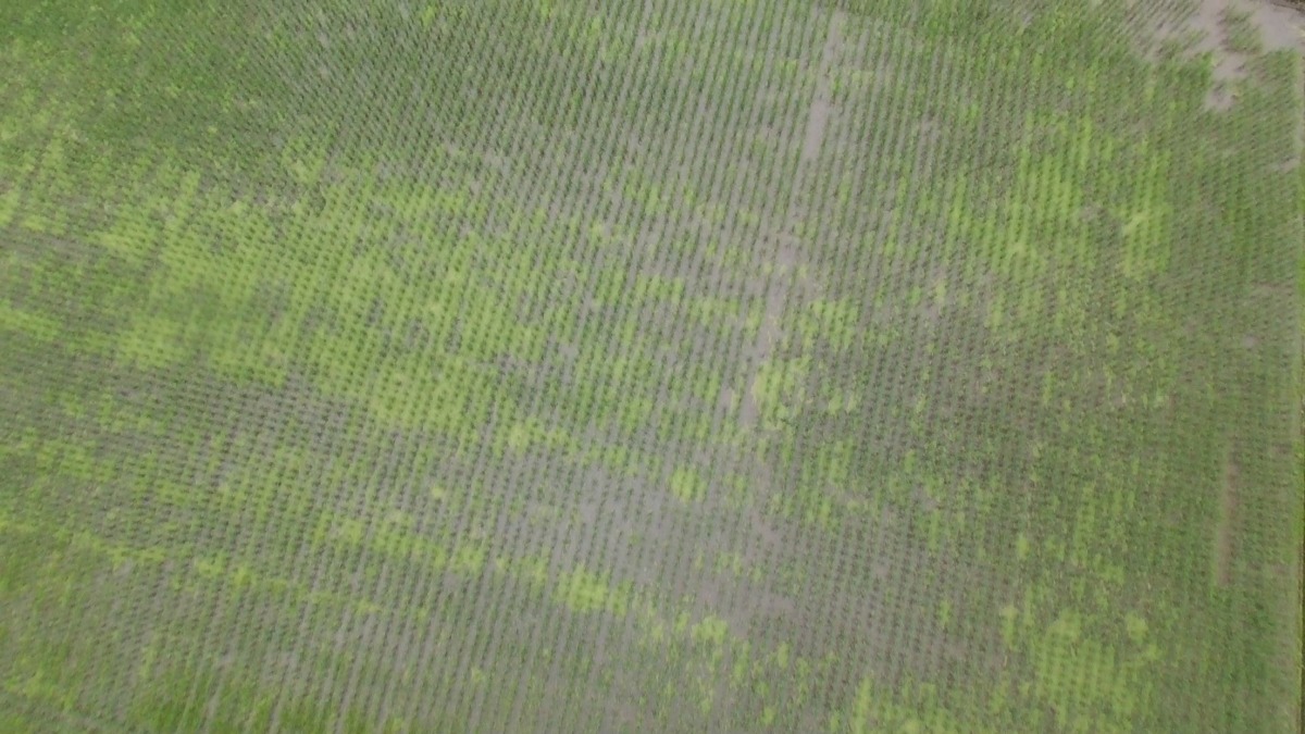 【ドローン】おこめです。空撮で田んぼの真ん中の様子をご覧ください。