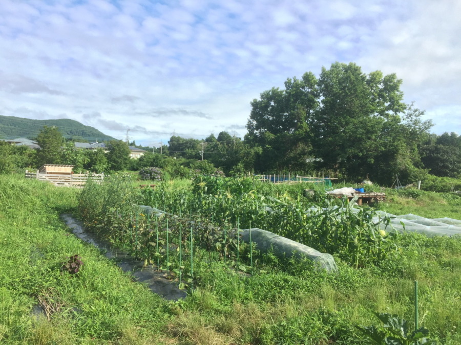 久々の晴れた朝。湿度も低い。