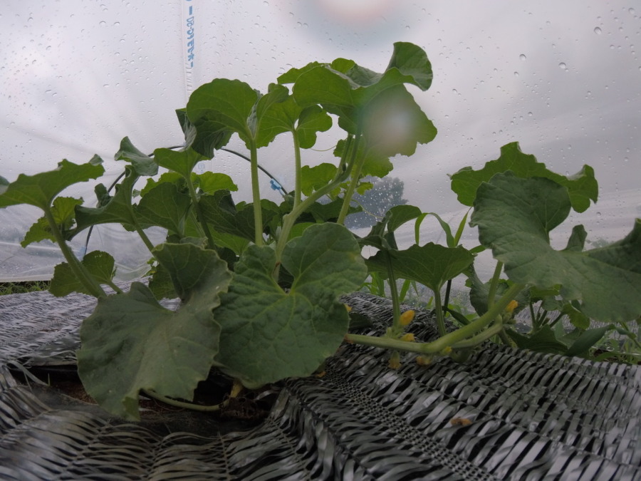 【フォト】めろん株の様子。