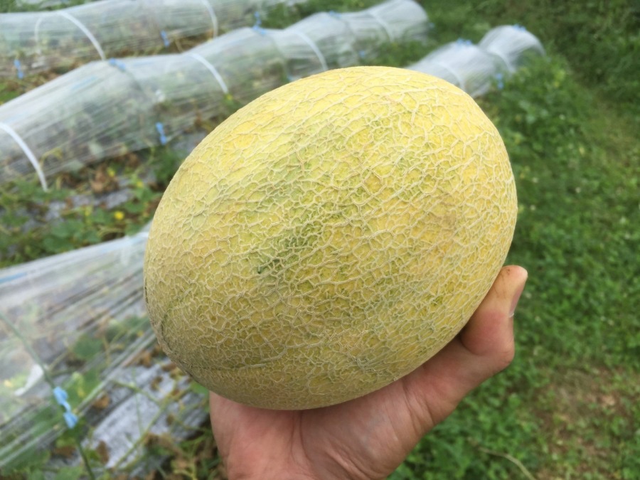 【祝：初収穫】めろんです。嬉しいです。