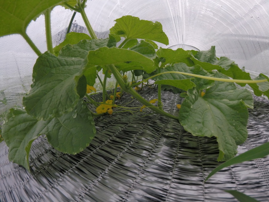 【フォト】めろん株の様子。