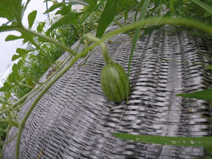 【フォト】すいか株の様子。