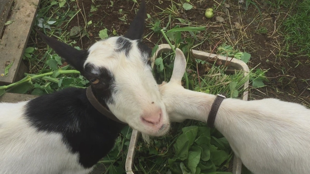 ルナです。成長途中のめろん、食べるの？