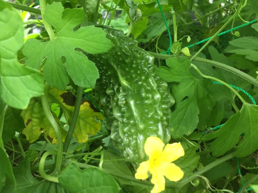 私の隣のゴーヤーちゃん。