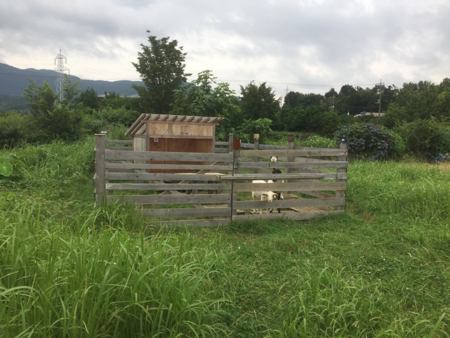 いつものポーズ。