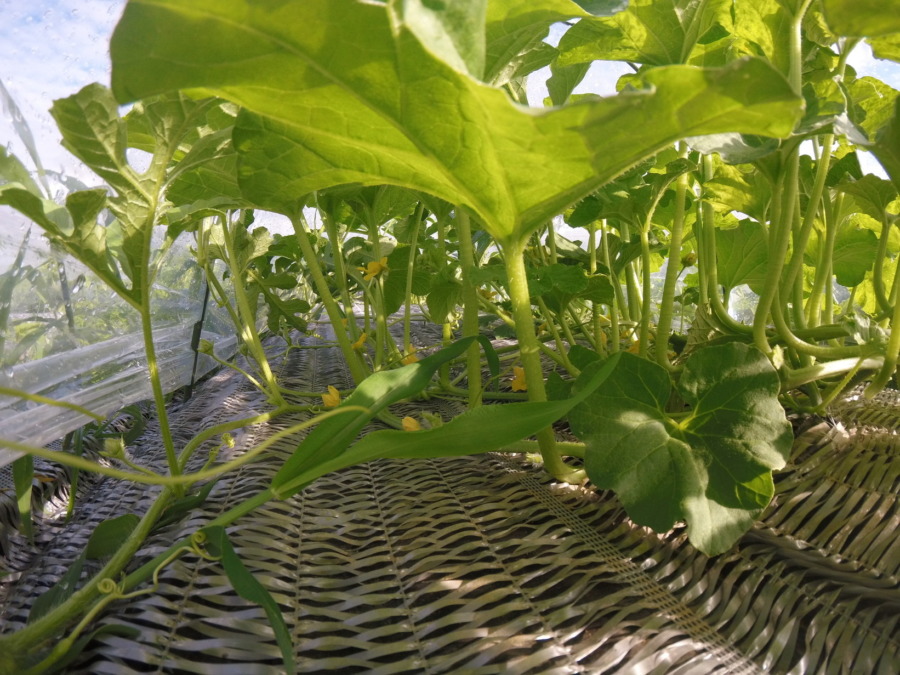 【祝】開花を確認。ステージ３に進みました。