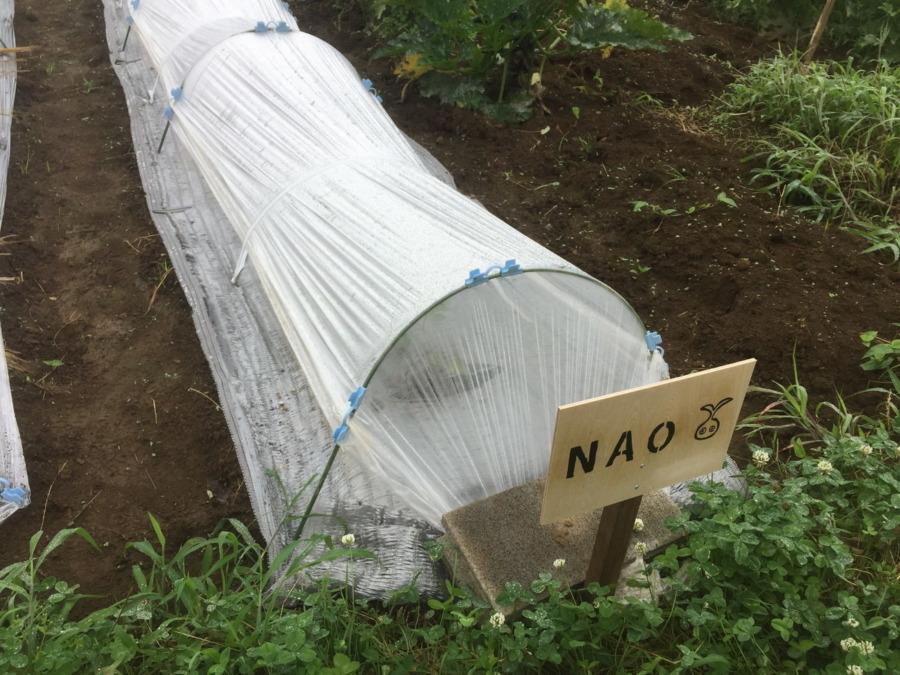 【フォト】すいかブロックの様子。