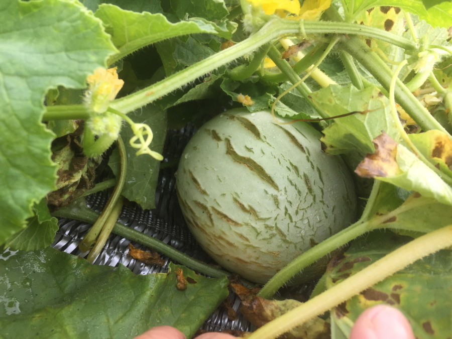 【悲報】裂果。