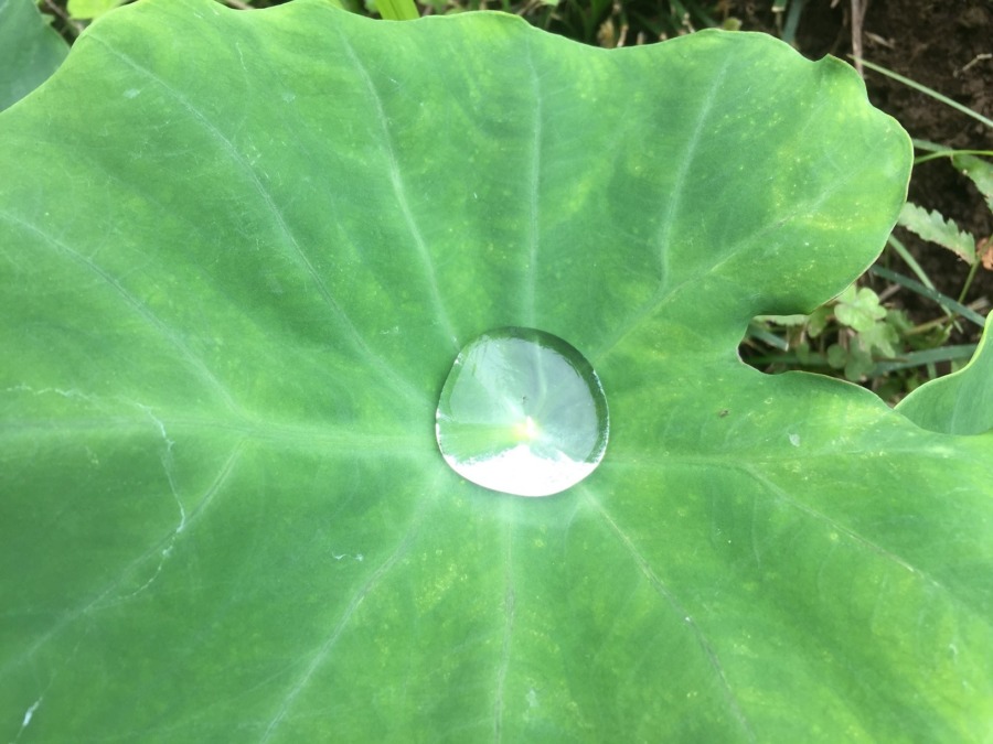 【スロー】里芋のみずたまり。