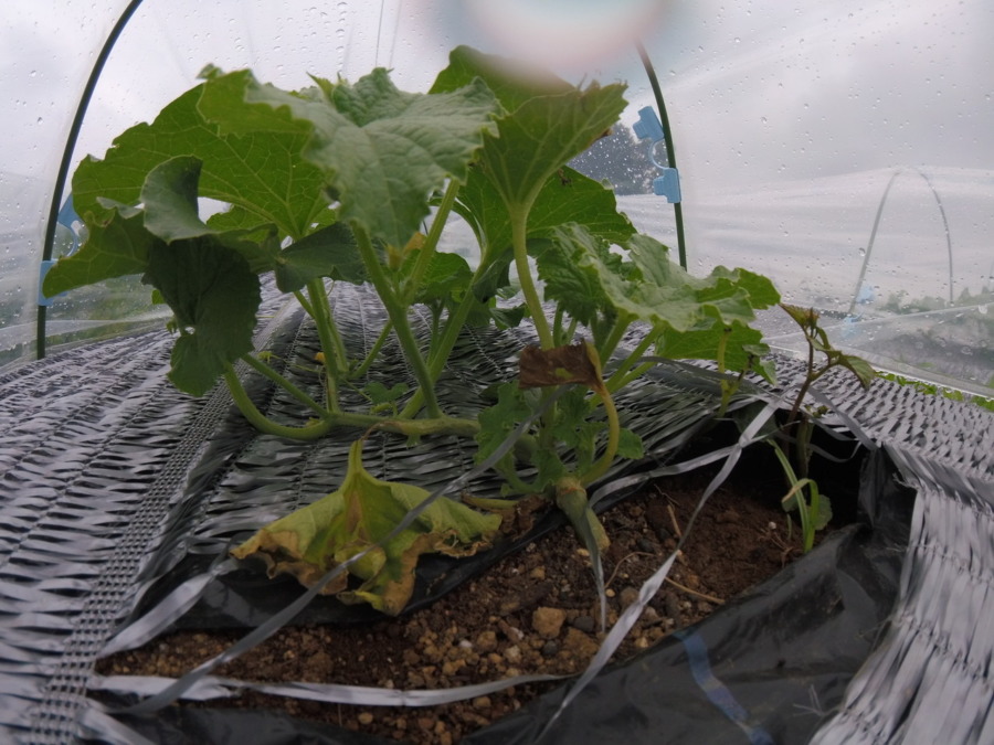 【フォト】めろん株の様子。