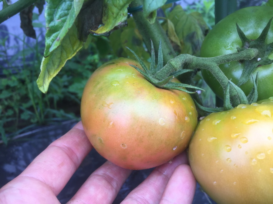 【祝】とまとです。大玉の初収穫。