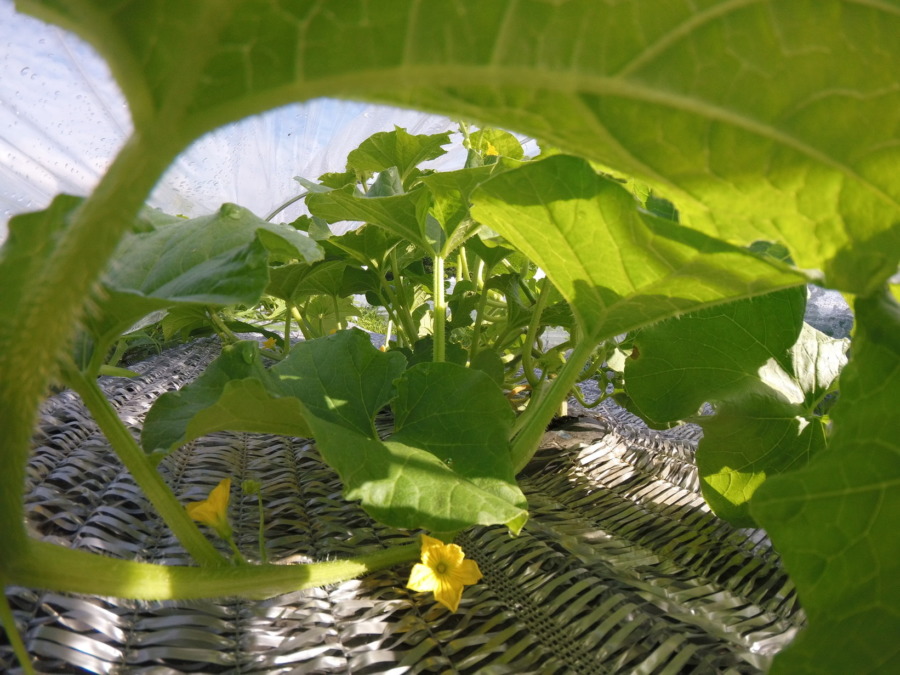 【フォト】トンネル内の様子。