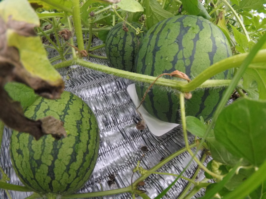 【フォト】スイカの様子。