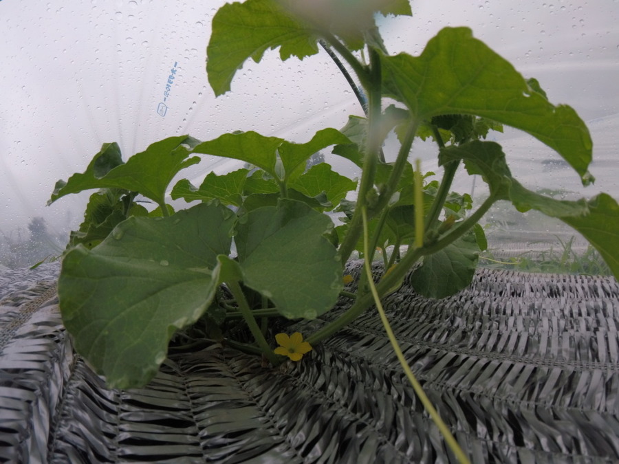 【フォト】めろん株の様子。