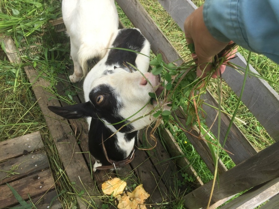 やぎ子です。いつも通り。