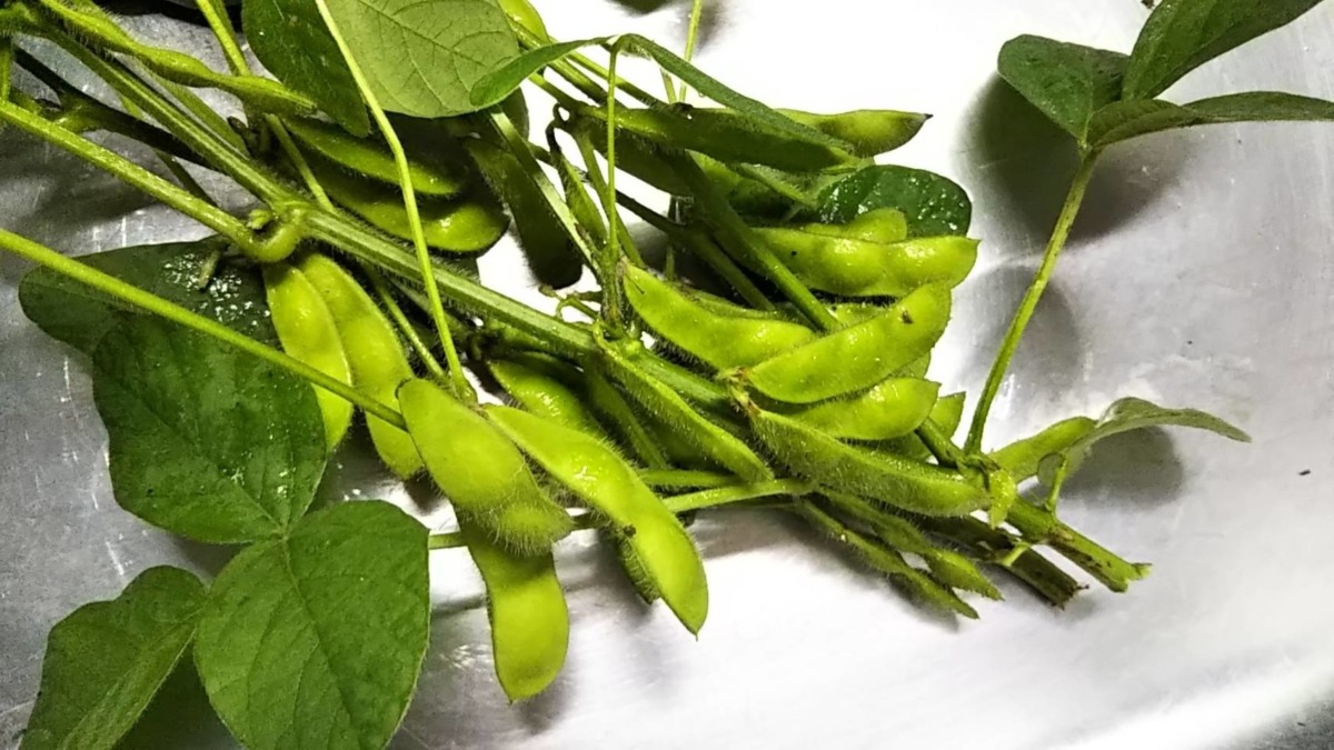 えだまめです。試しに収穫。