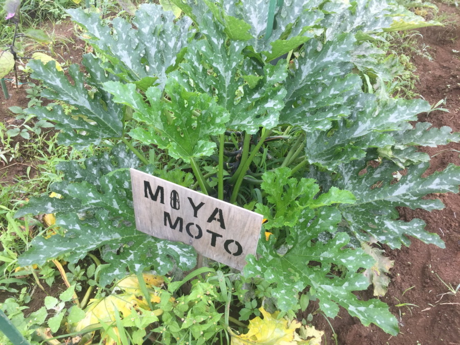 【フォト】ずっきーにの様子。