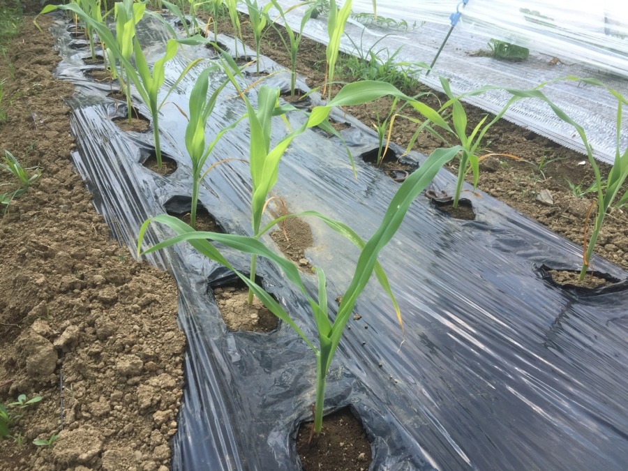 とうもろこしです。晩夏に向けて。