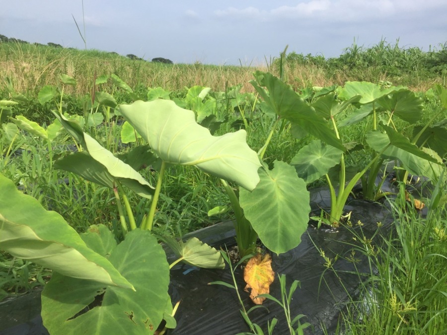 里芋です。芽かき＆追肥、完。