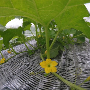 【フォト】めろん株の様子。花、きれい。