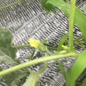 【祝】開花・受粉を確認。ステージ3に進みました。
