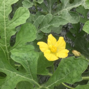 【フォト】すいか株の様子。